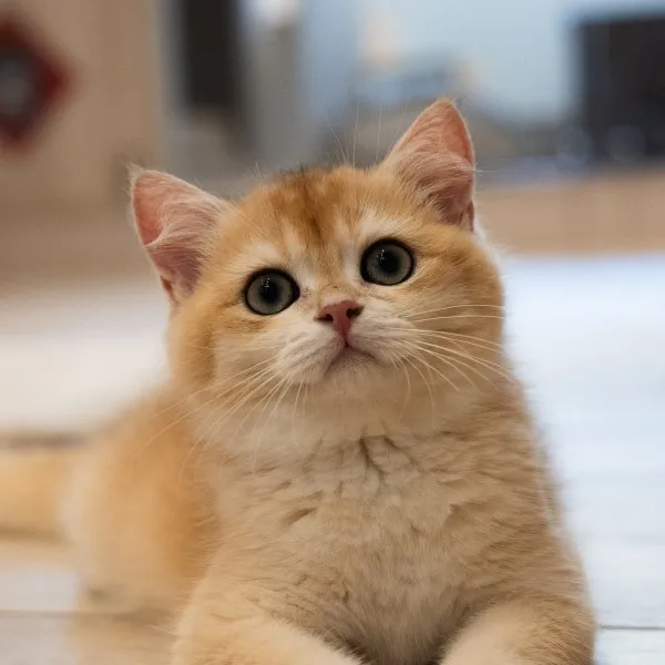 已有家-金漸層英短弟弟