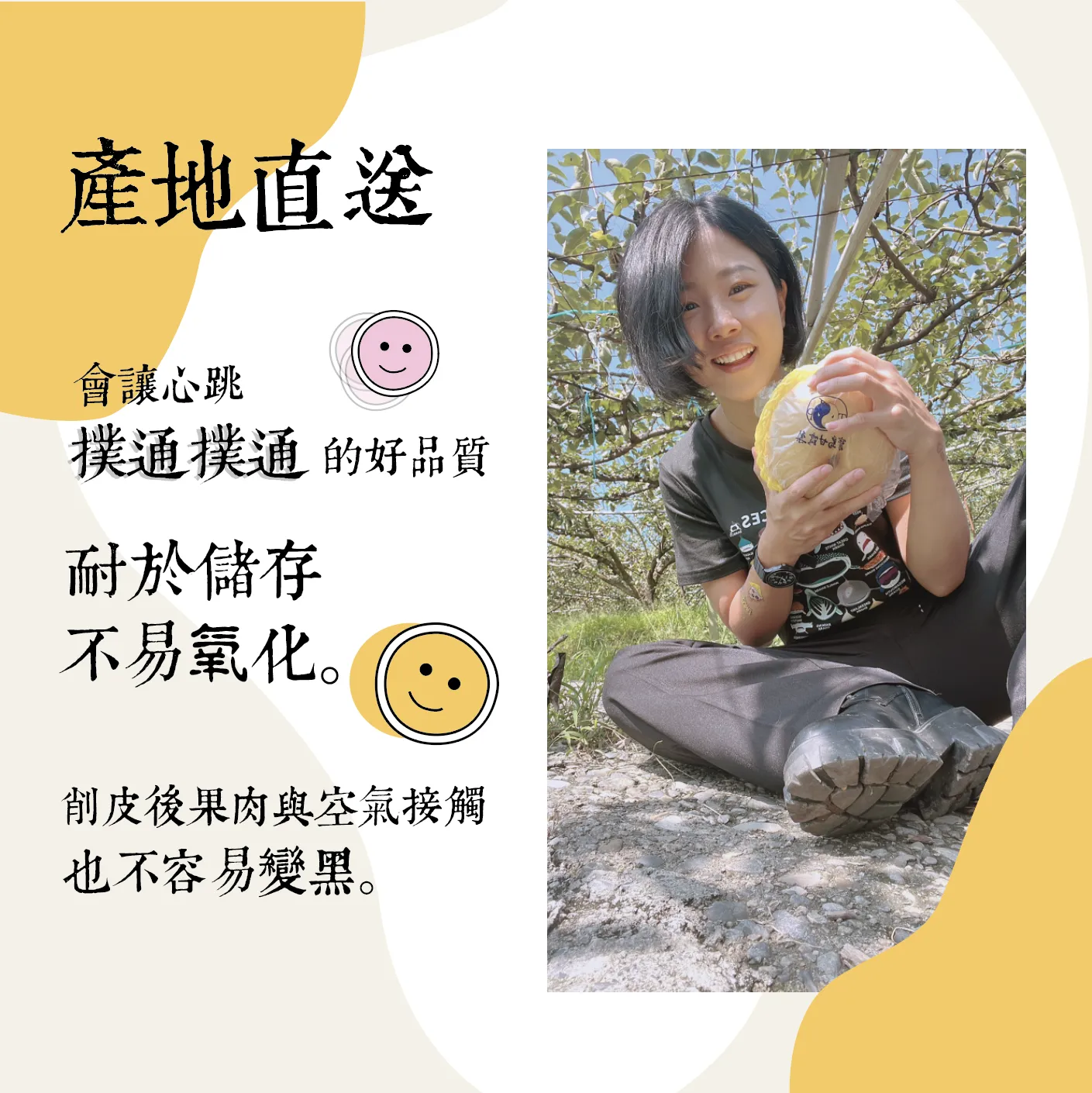 正港卓蘭超霸氣！寶島甘露梨 ( 瘋狂出貨中 )