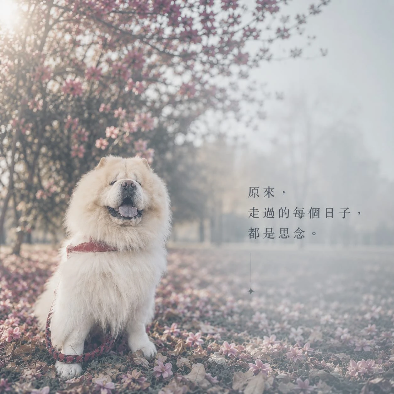 家長回饋｜胖達