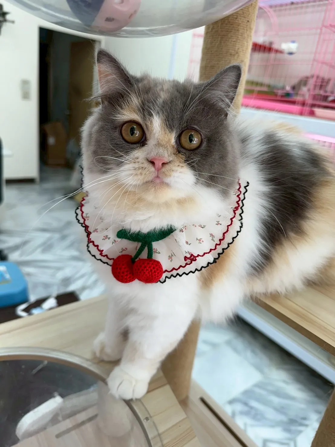 三花賓士英長妹妹