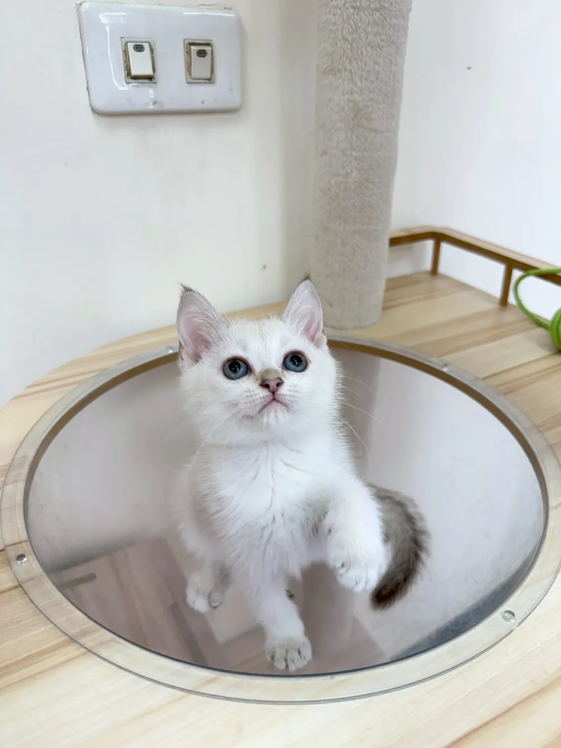 金點漸層英短妹妹