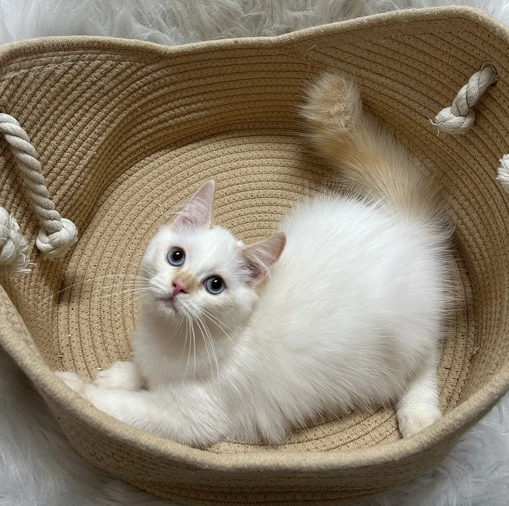 火焰布偶妹妹