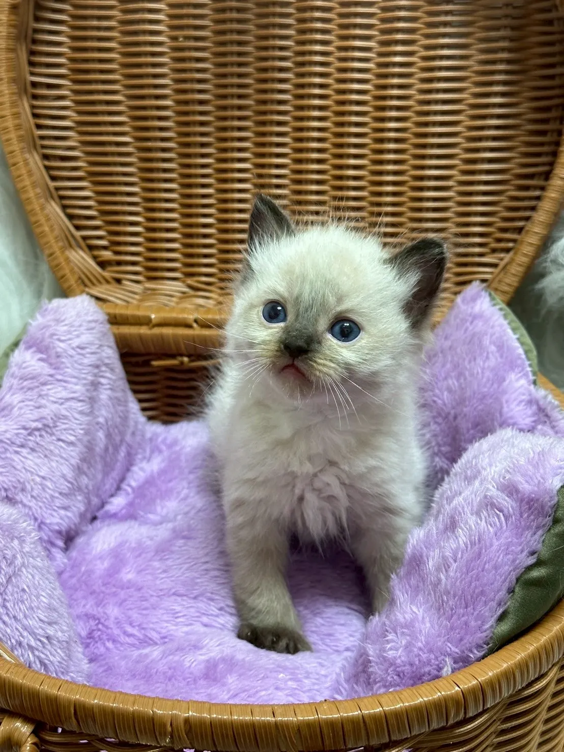 重點色英短弟弟-1號
