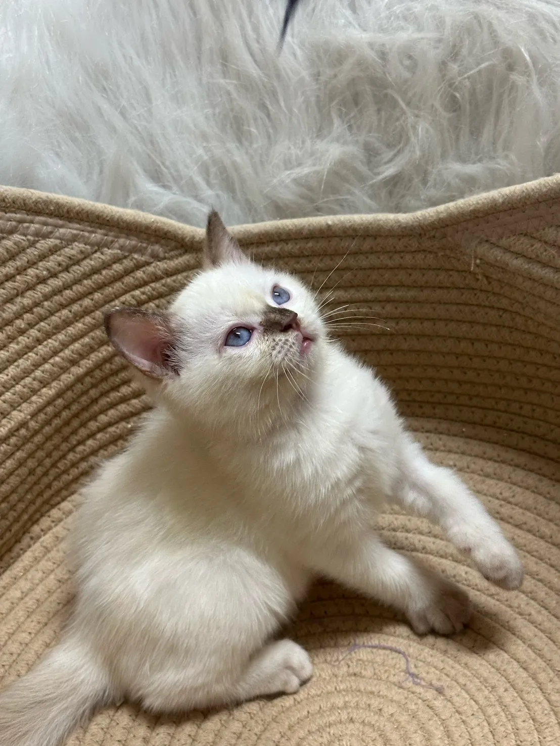 重點色英短妹妹