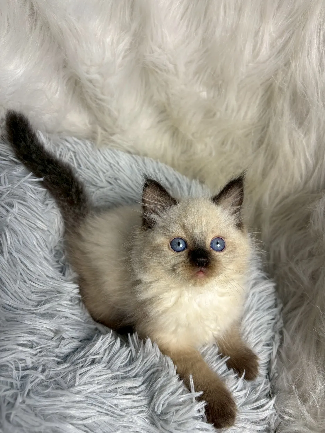 重點色布偶弟弟