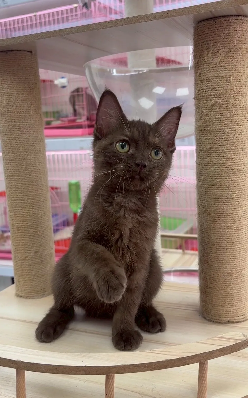 巧克力英短妹妹