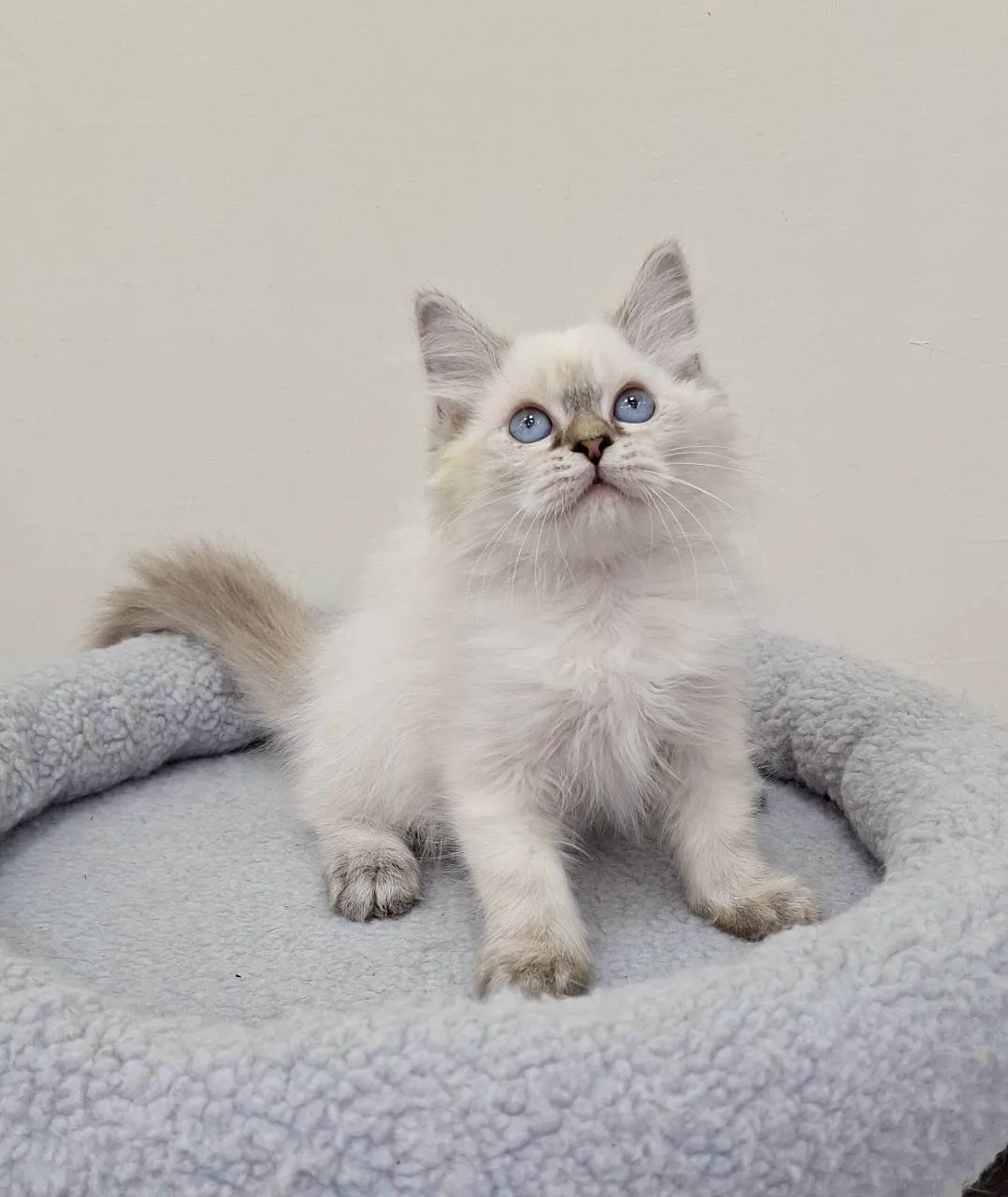 山貓紋重點色布偶妹妹