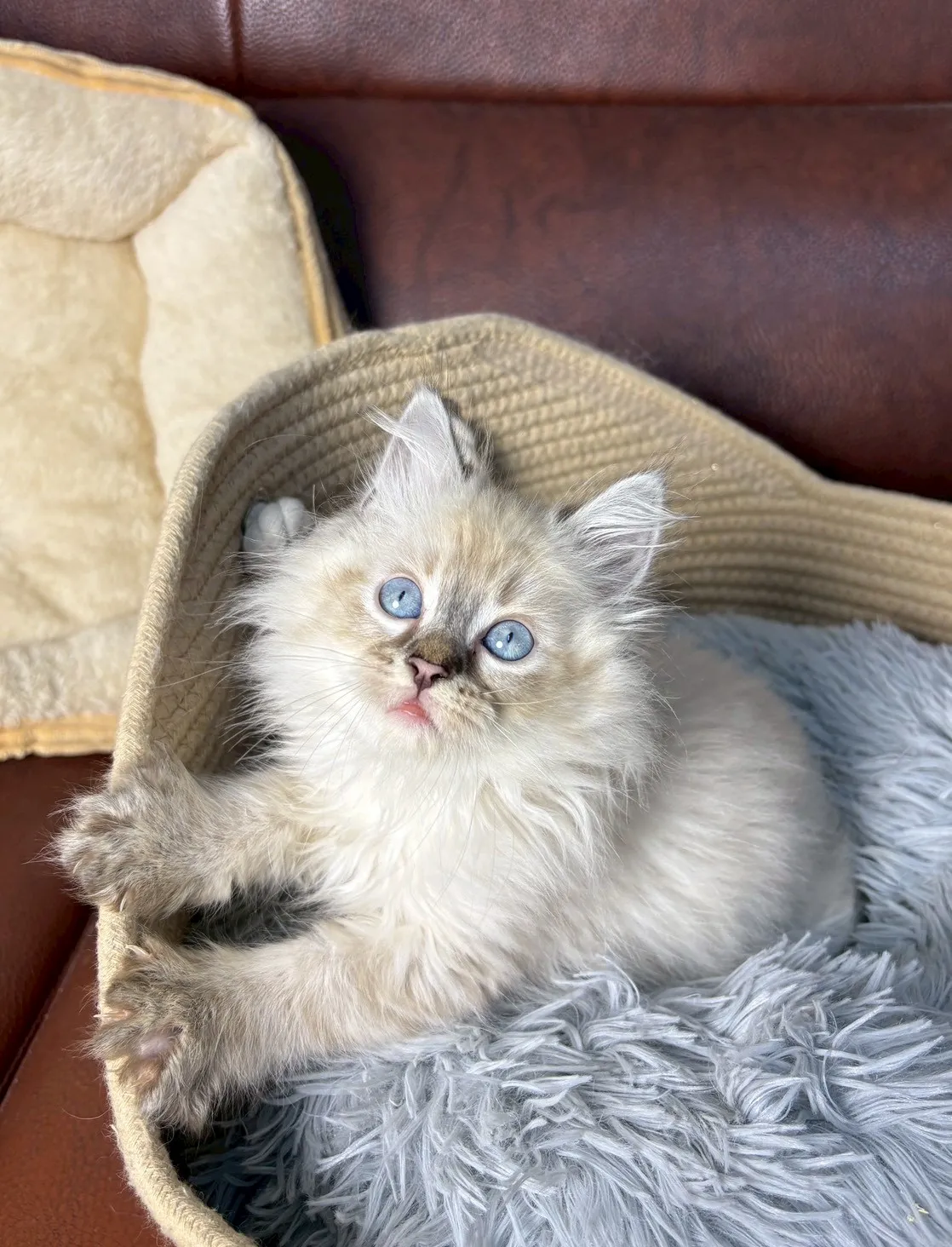 山貓紋重點色布偶妹妹