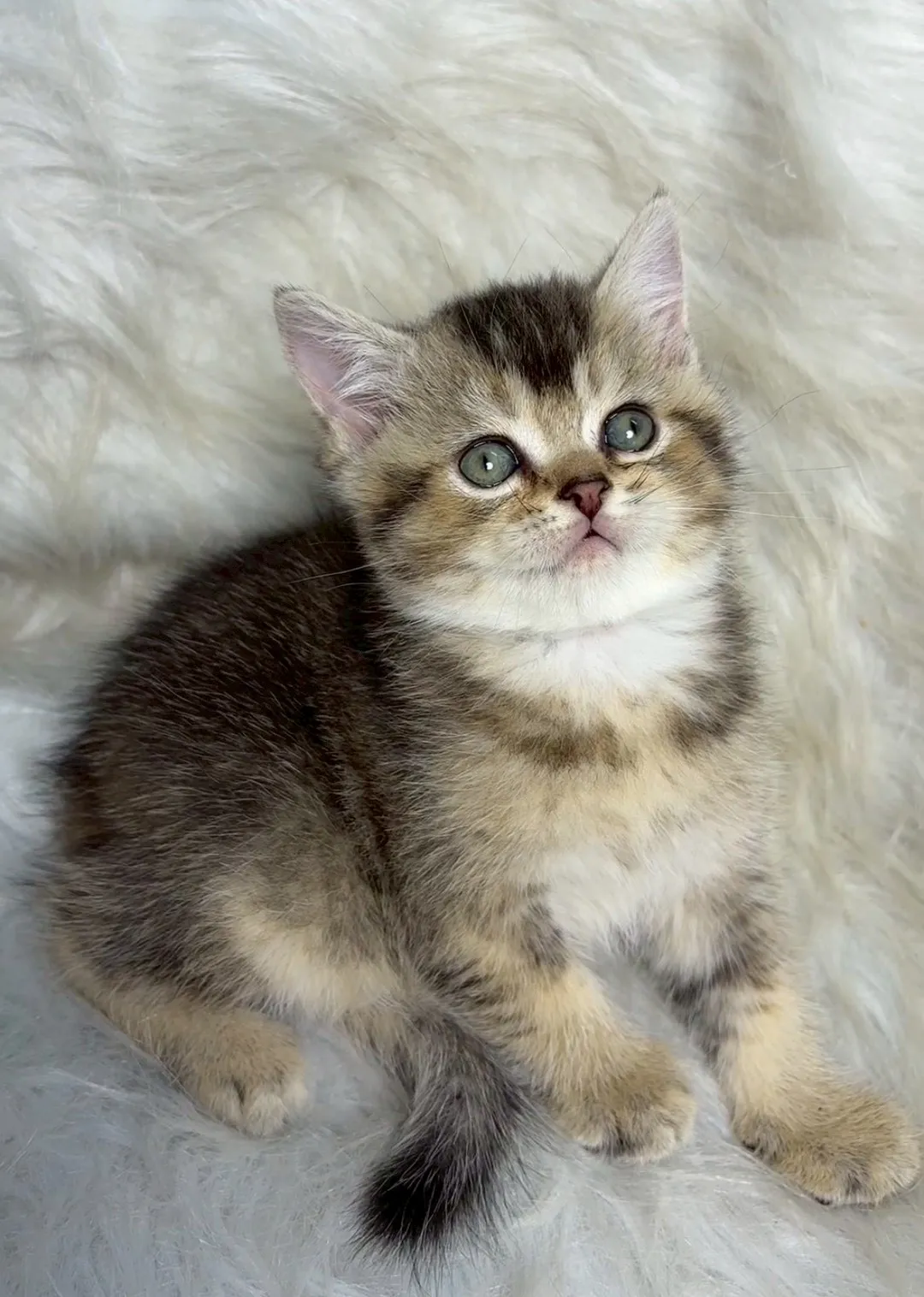 黑金漸層英短弟弟