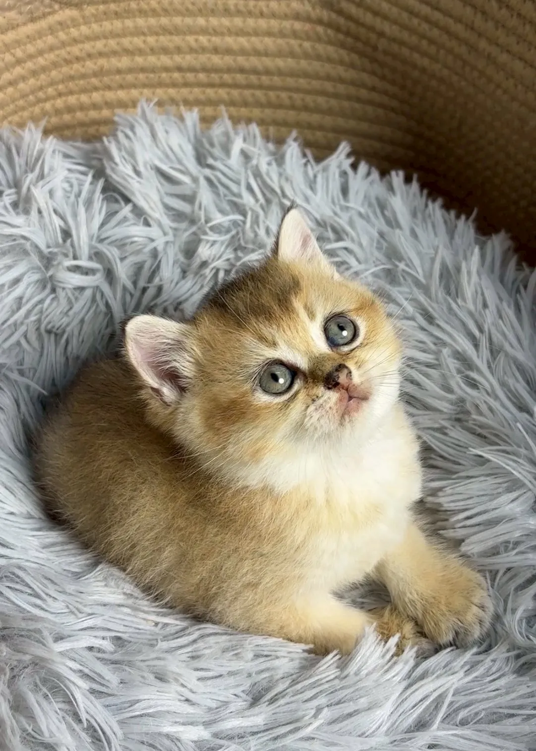 金漸層英短弟弟