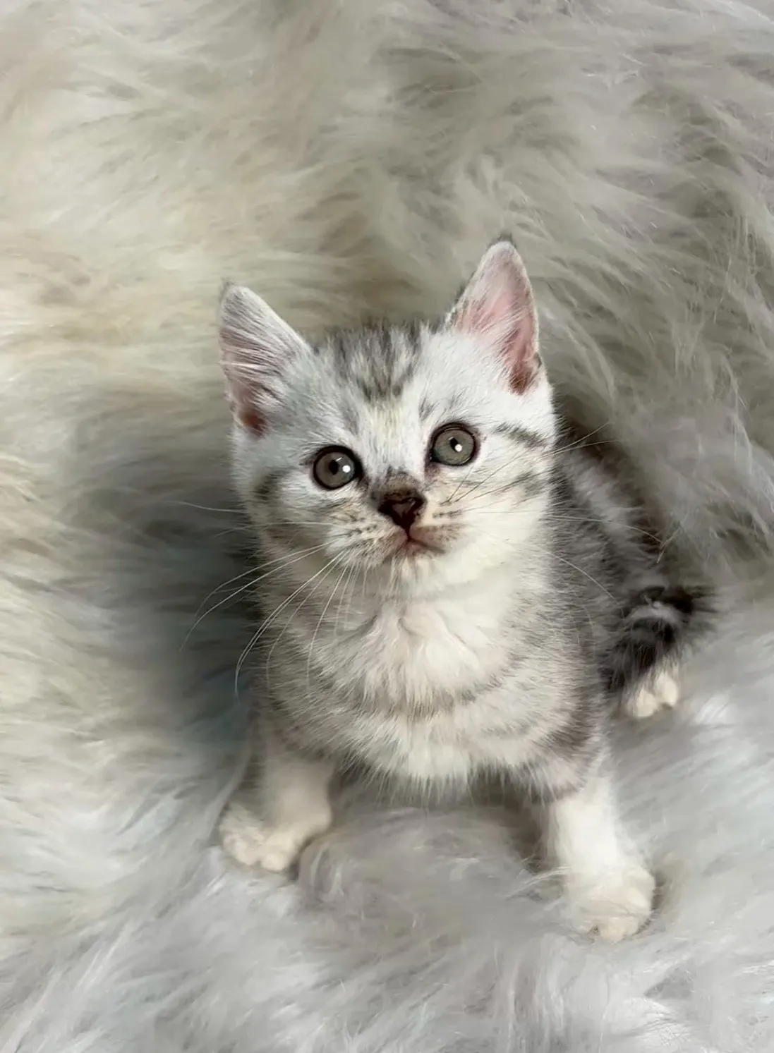 螺旋紋英短妹妹