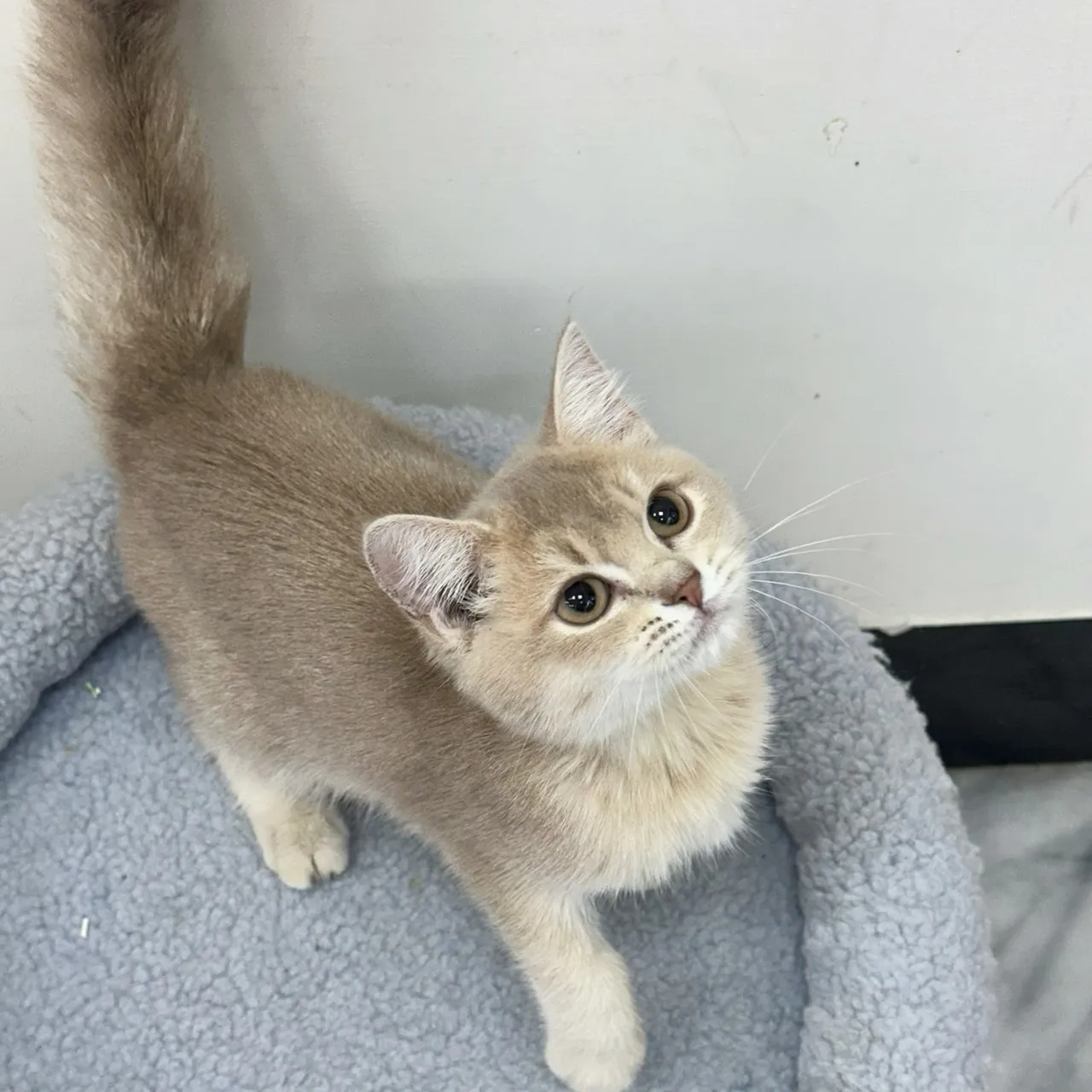 焦糖藍金英短弟弟