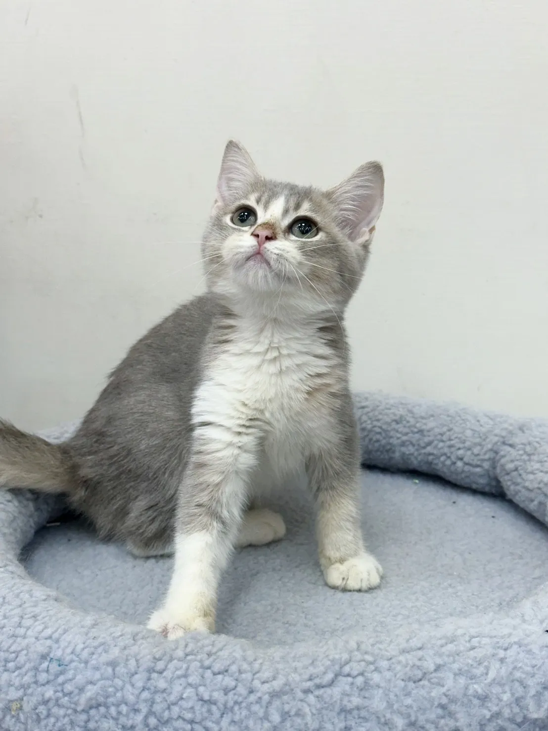 藍金加白英短妹妹