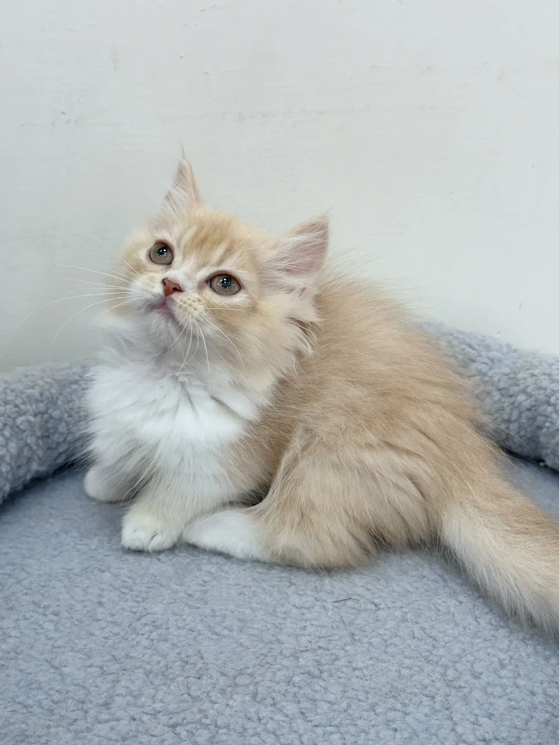 奶油加白小步舞曲弟弟