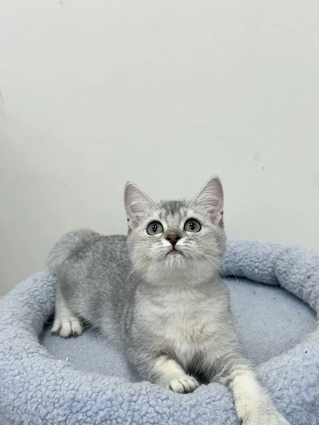 銀漸層英短弟弟