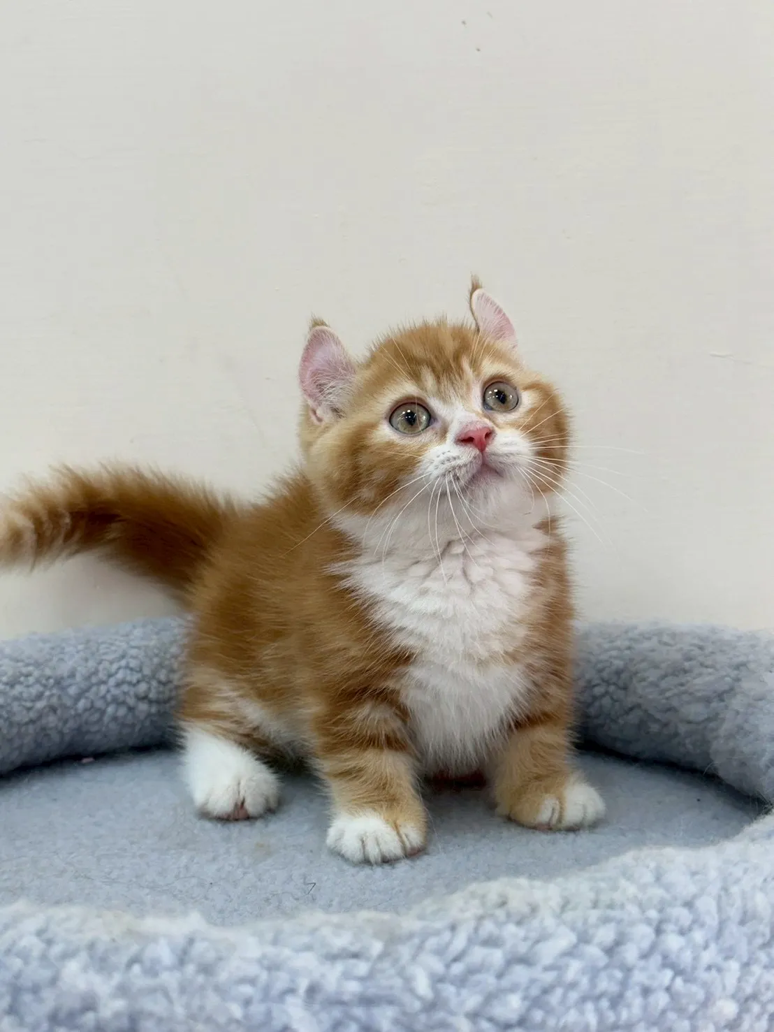 橘白捲耳曼赤肯弟弟