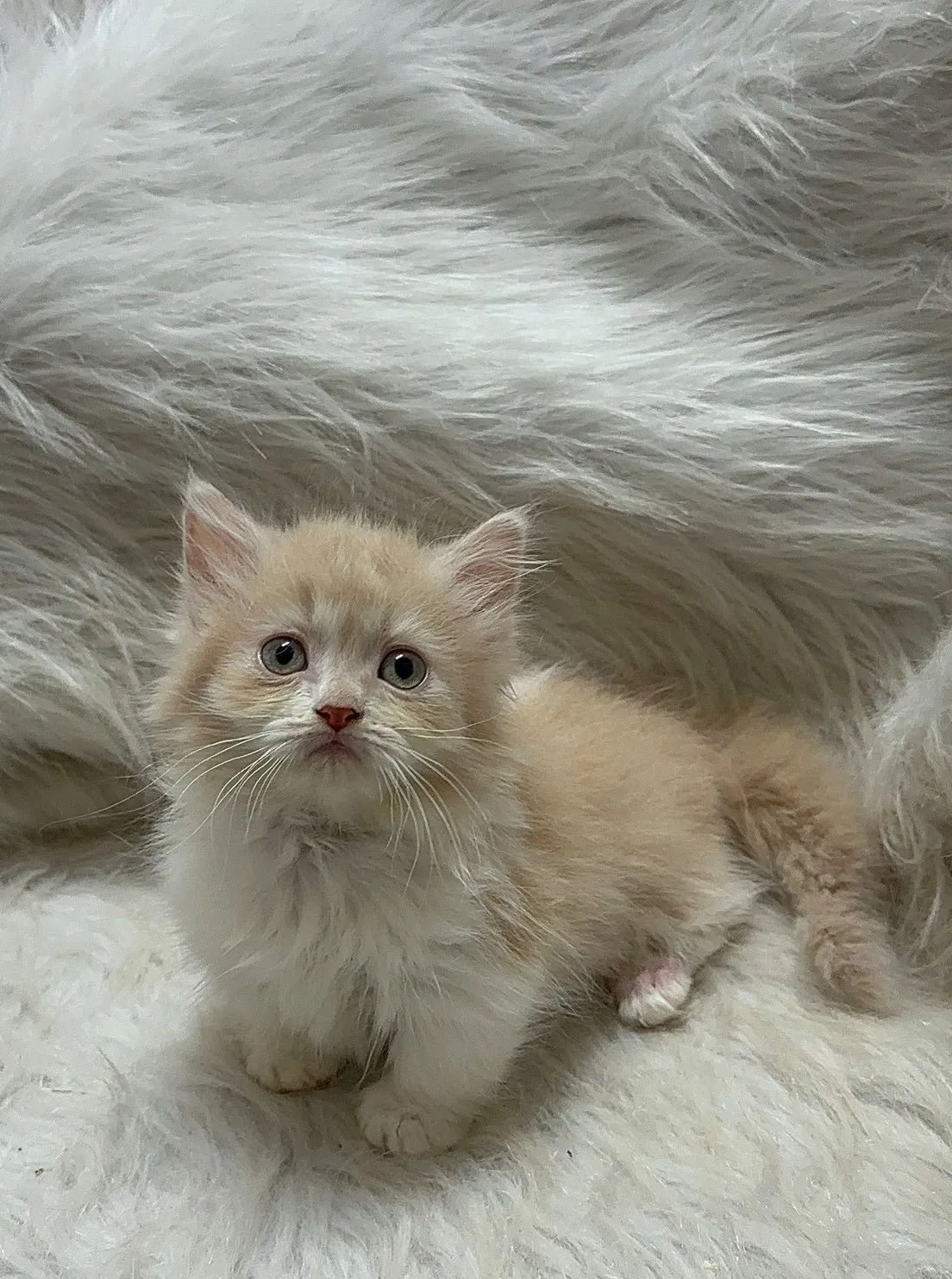 奶油加白小步舞曲妹妹