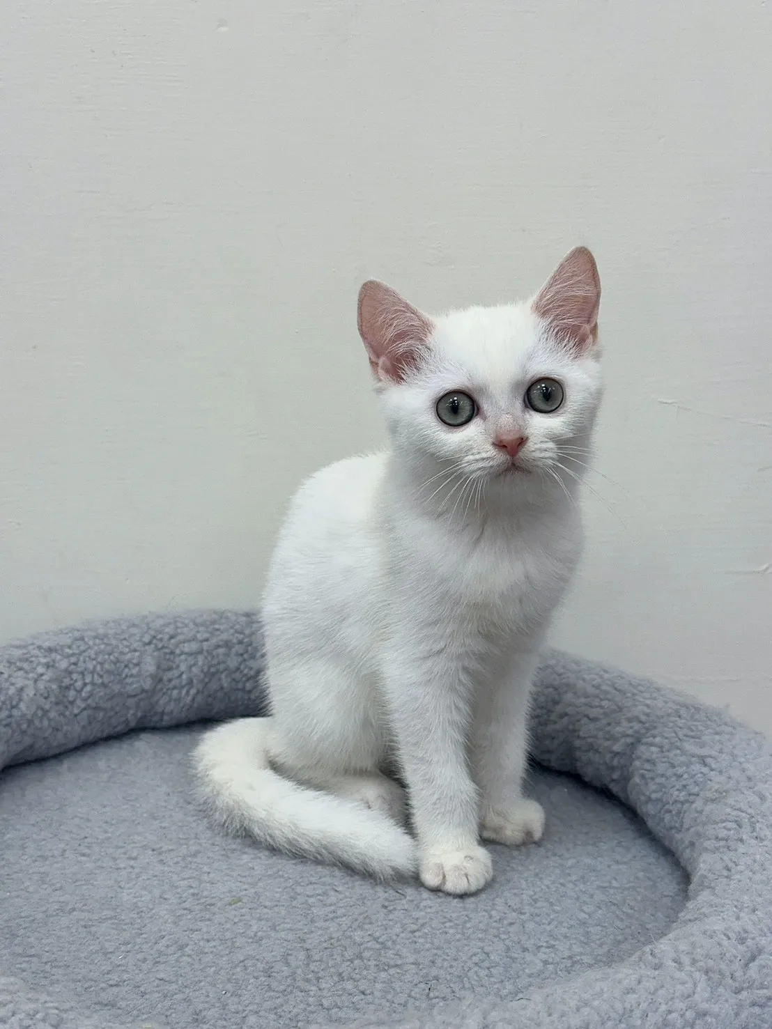 金點漸層英短弟弟