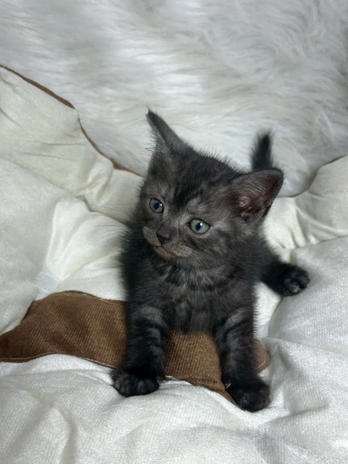 煙燻黑虎斑英短妹妹