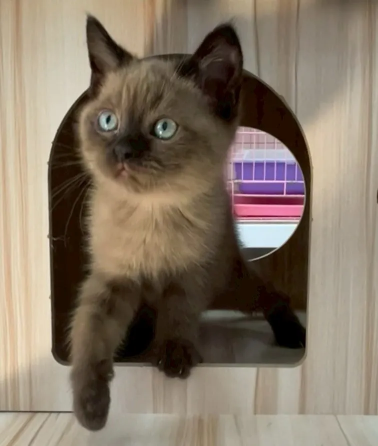 重點色英短妹妹