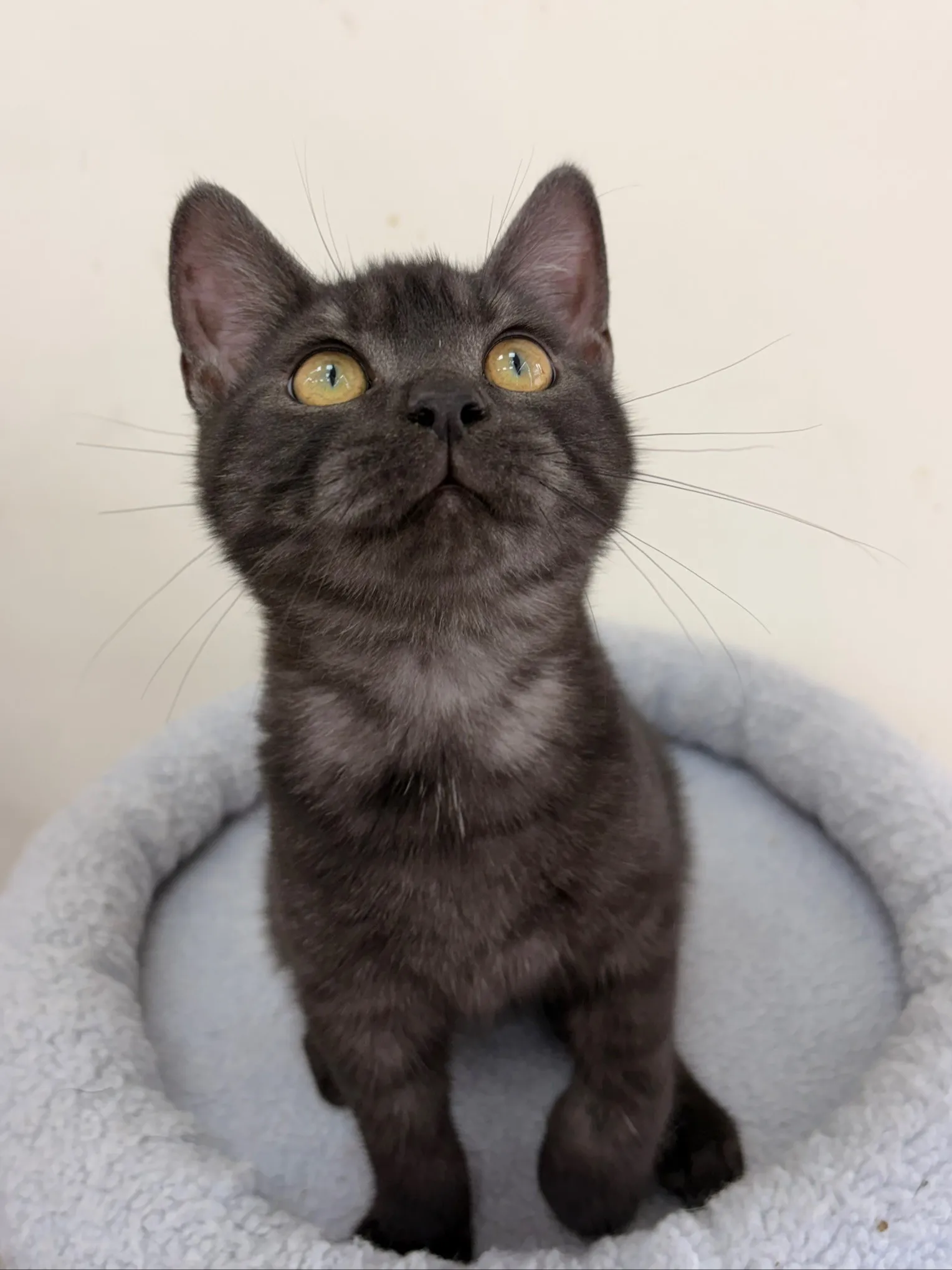 煙燻黑虎斑英短弟弟