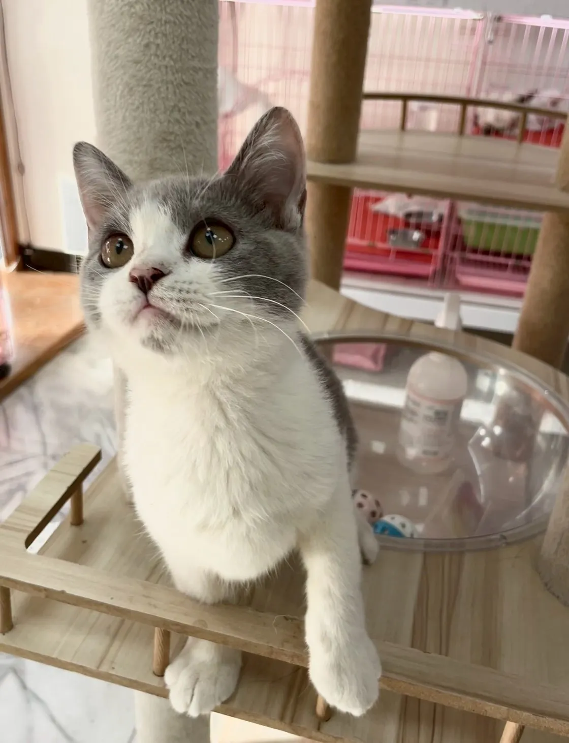 藍白賓士英短弟弟