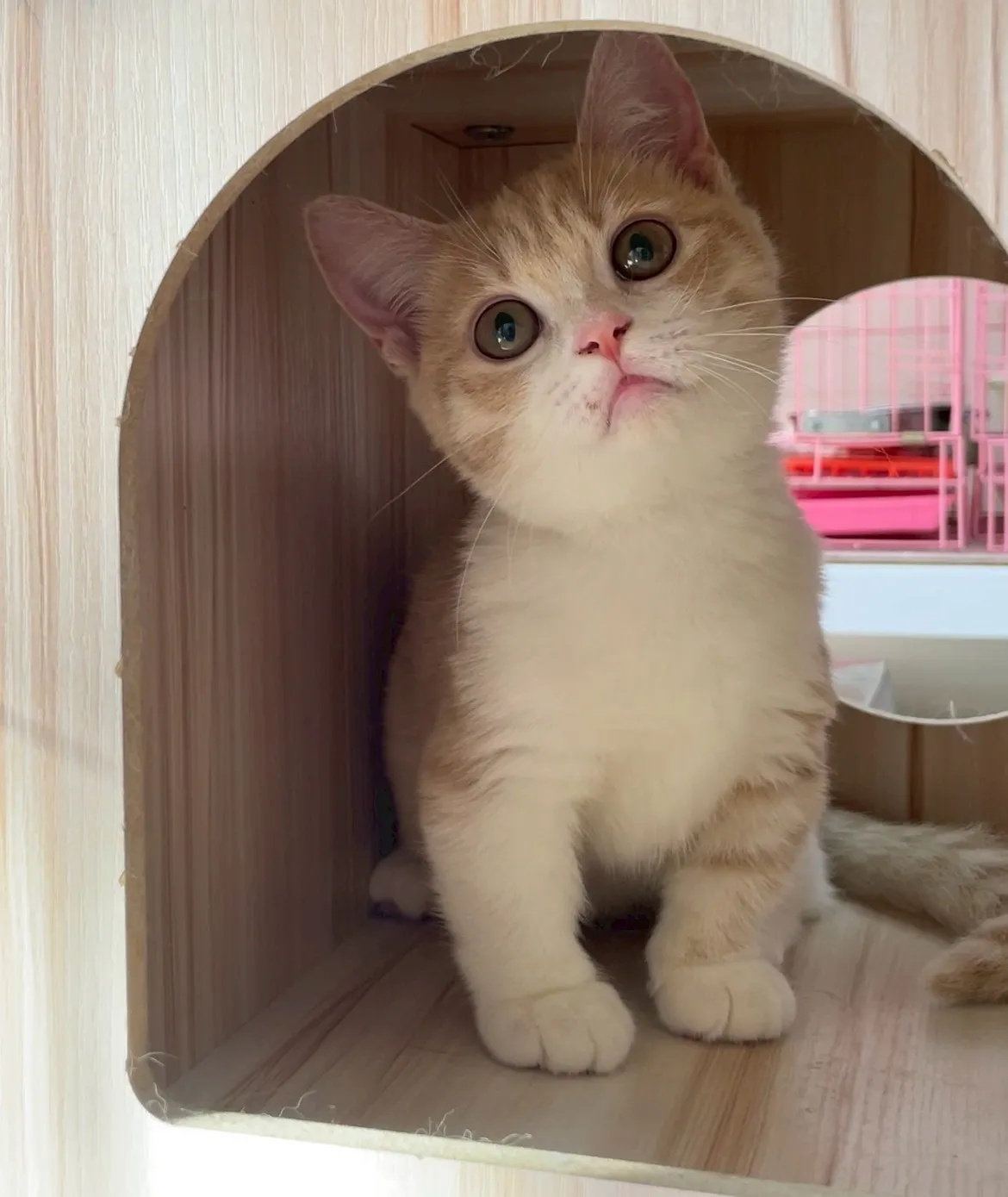 奶油加白曼赤肯妹妹