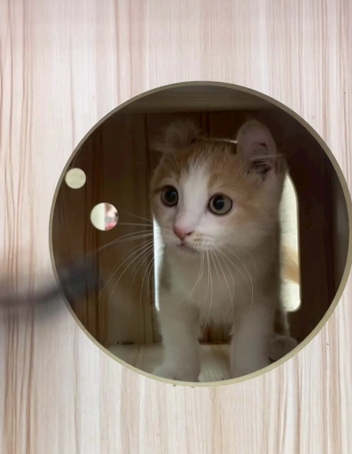 捲耳奶白英短弟弟