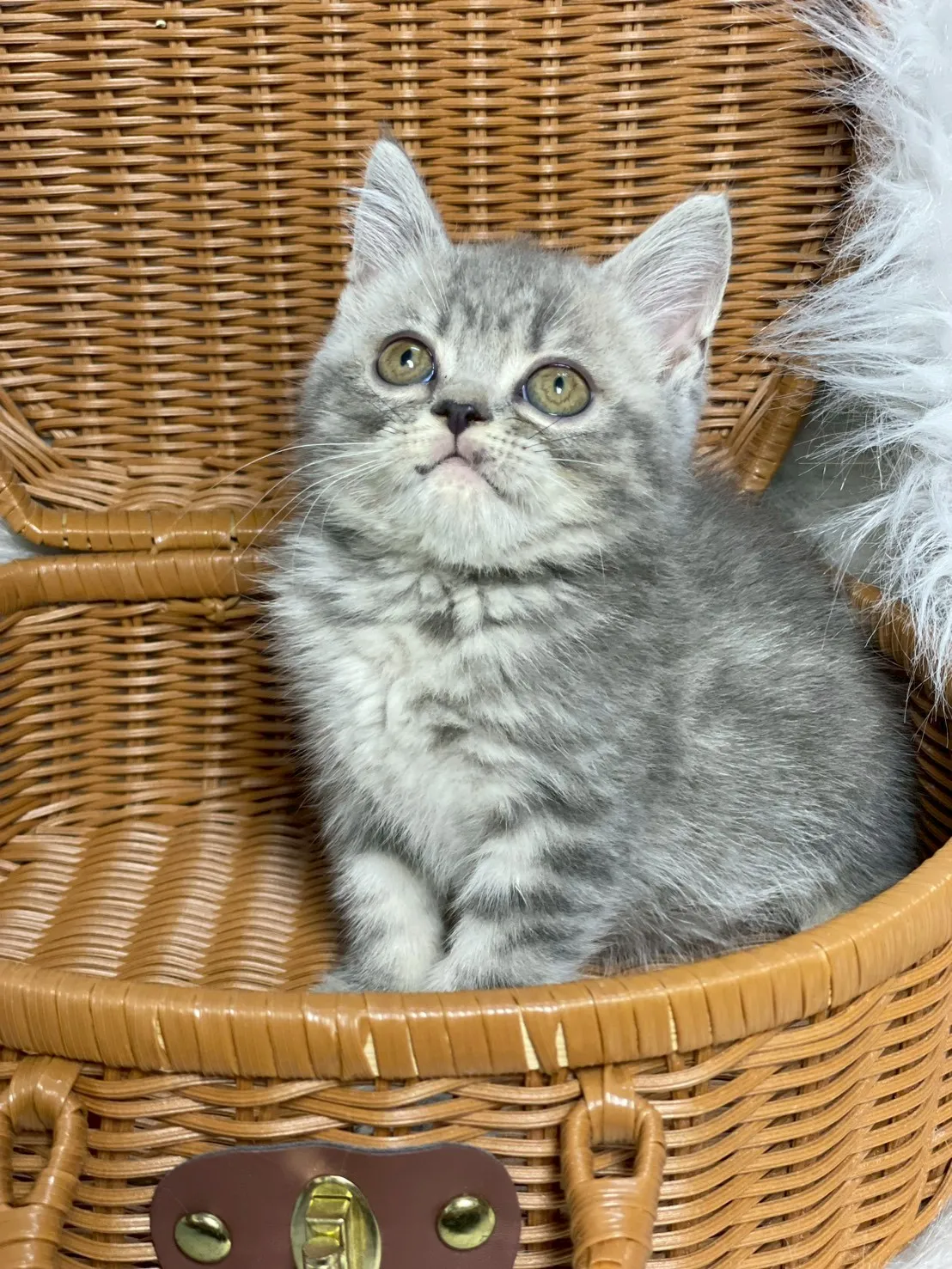 藍虎斑英短弟弟