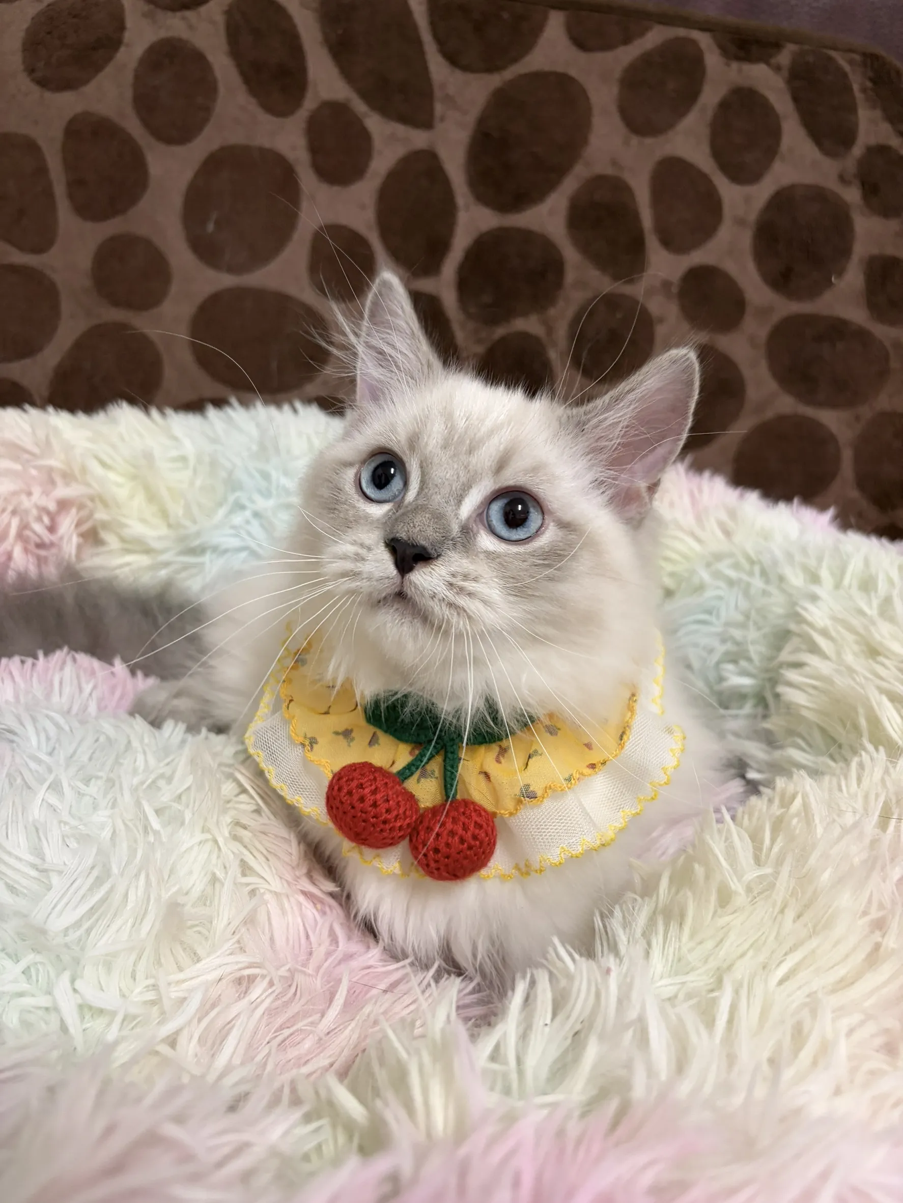 重點色小步舞曲迪迪