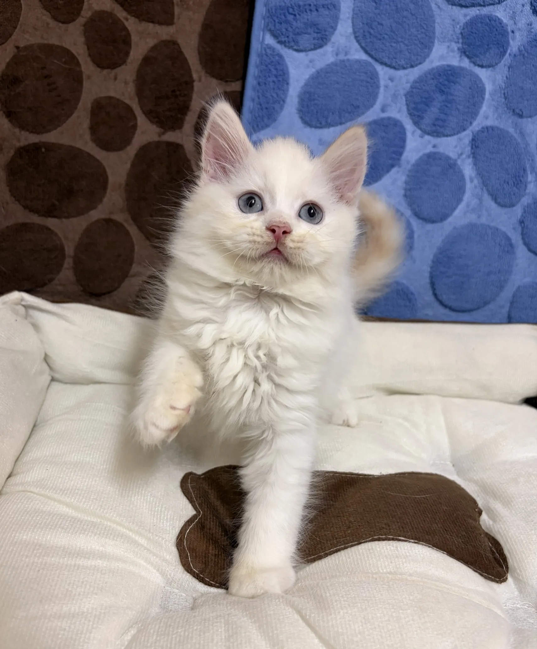 奶油端子布偶迪迪