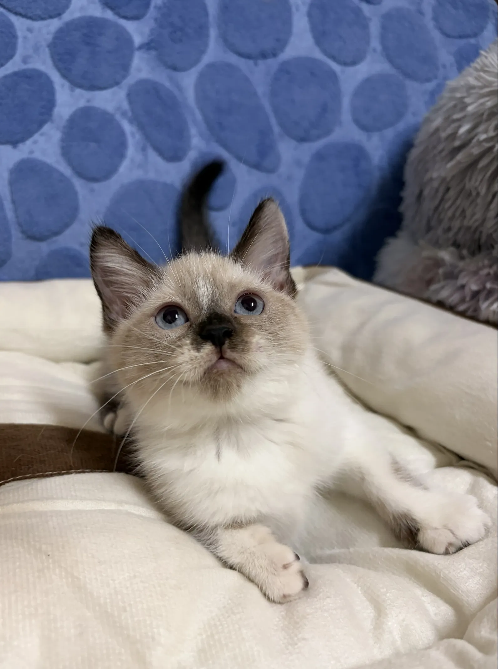 重點色短毛布偶妹妹