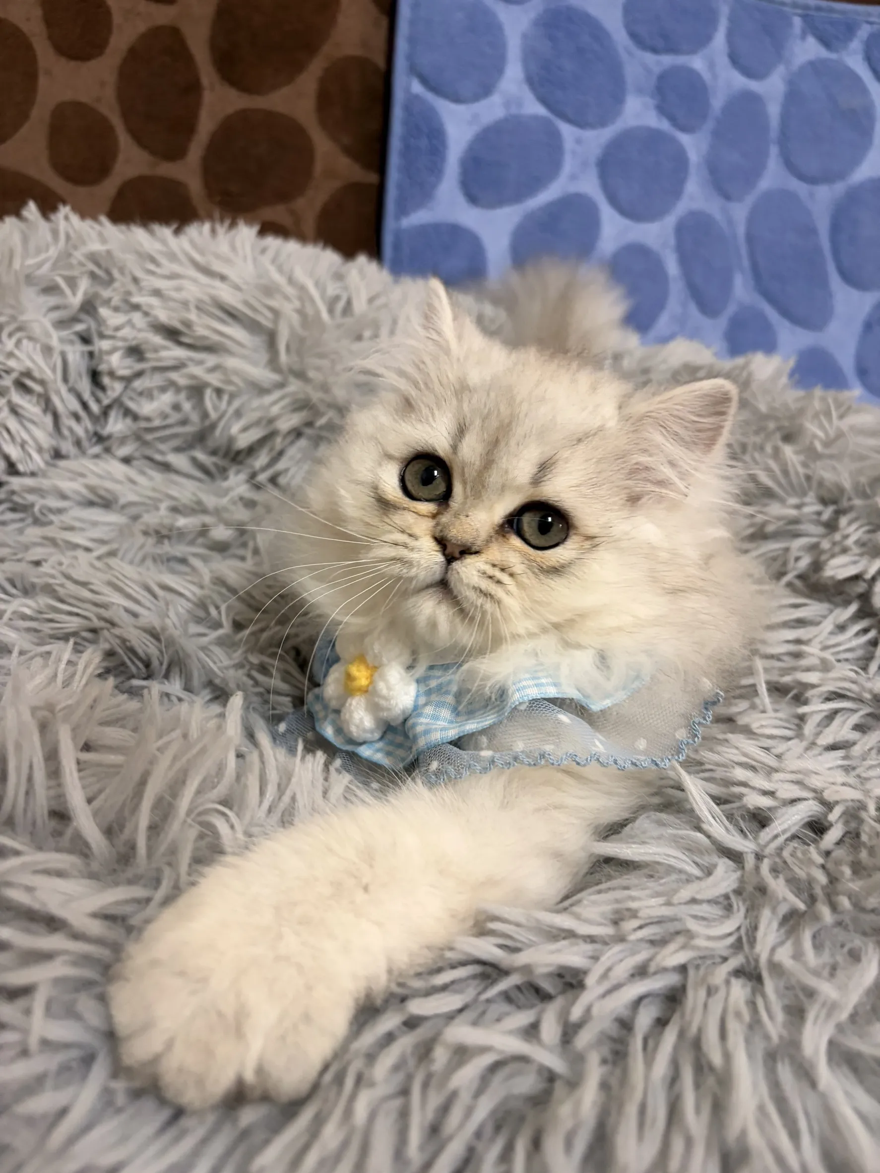 金點漸層英長妹妹