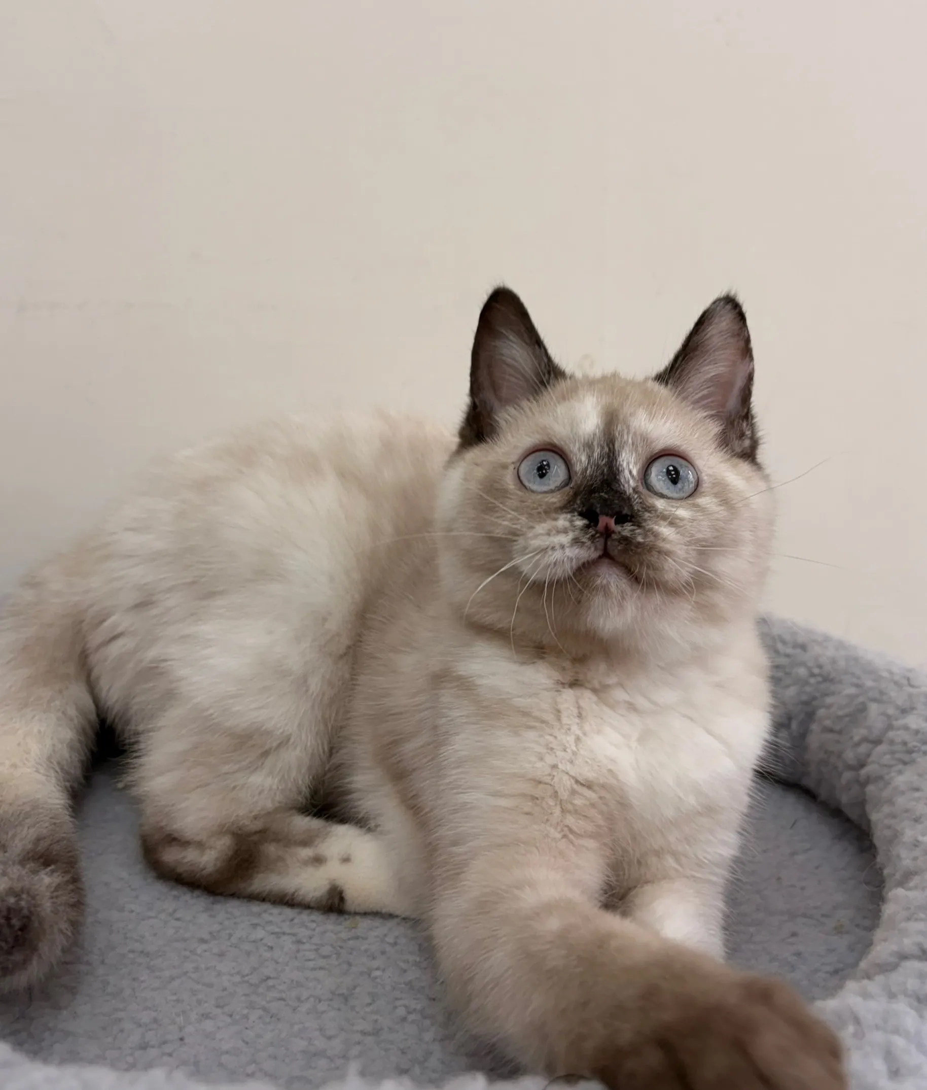 重點色英短妹妹