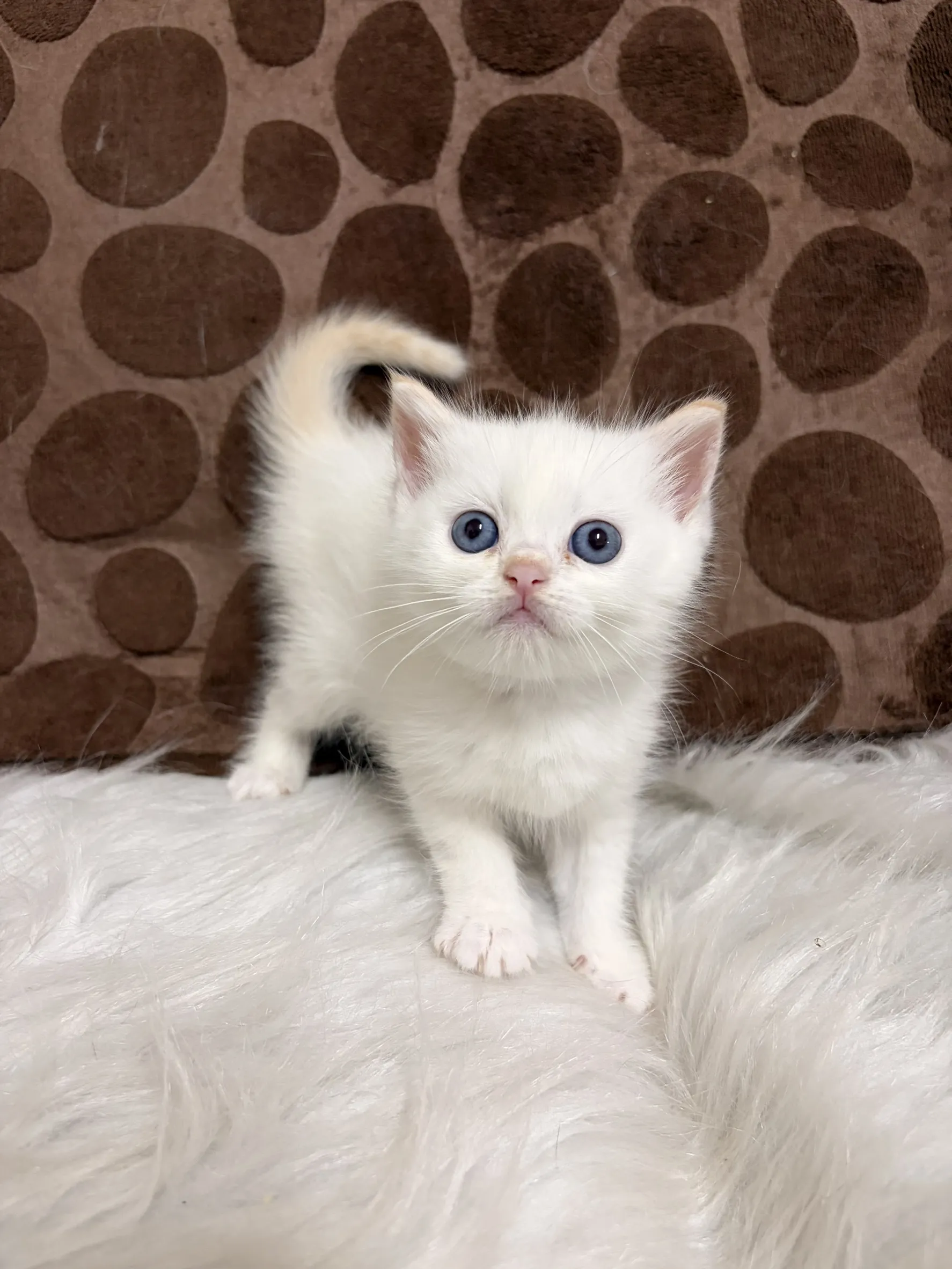 奶油端子英短妹妹