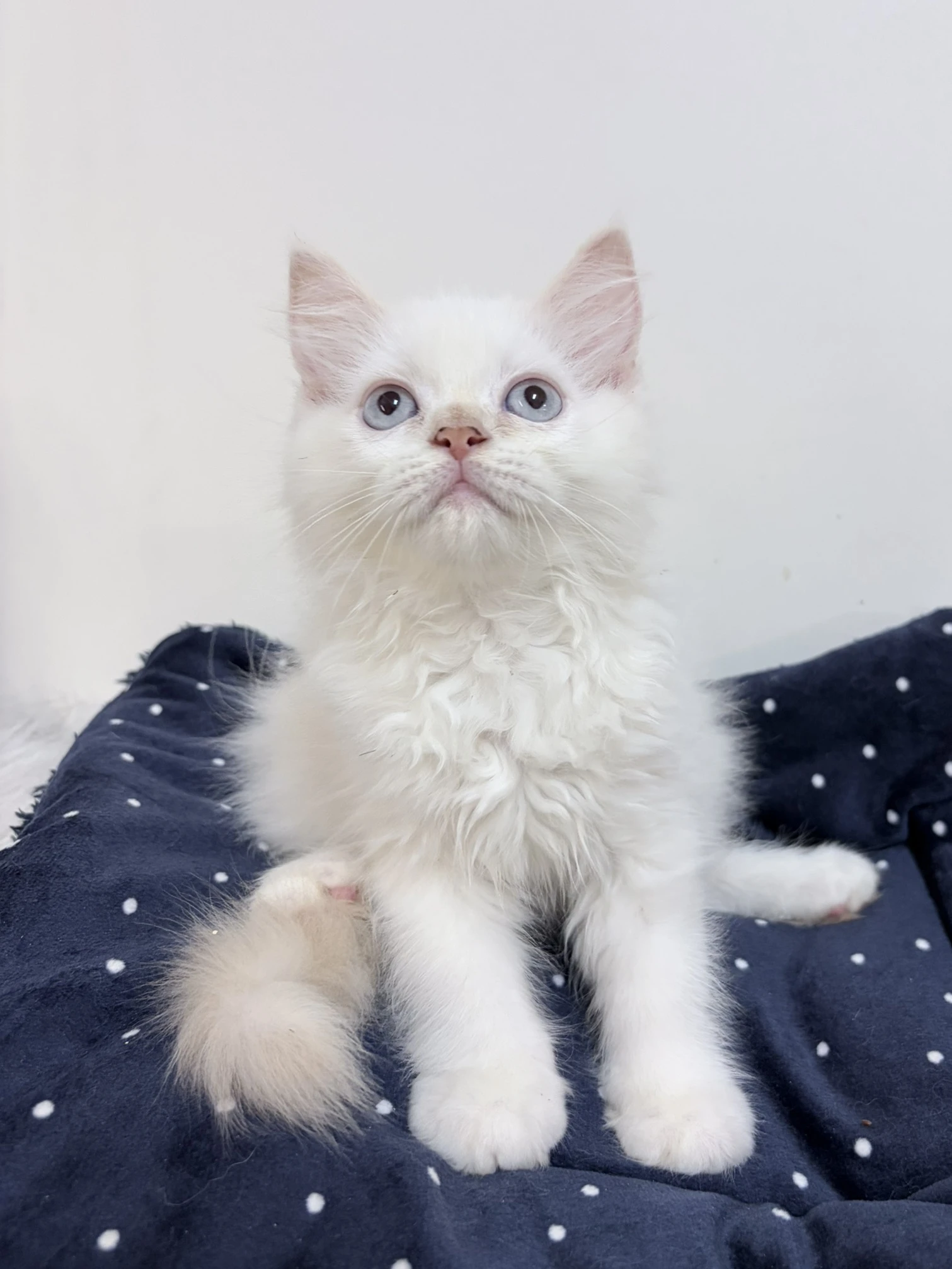 奶油端子英短妹妹