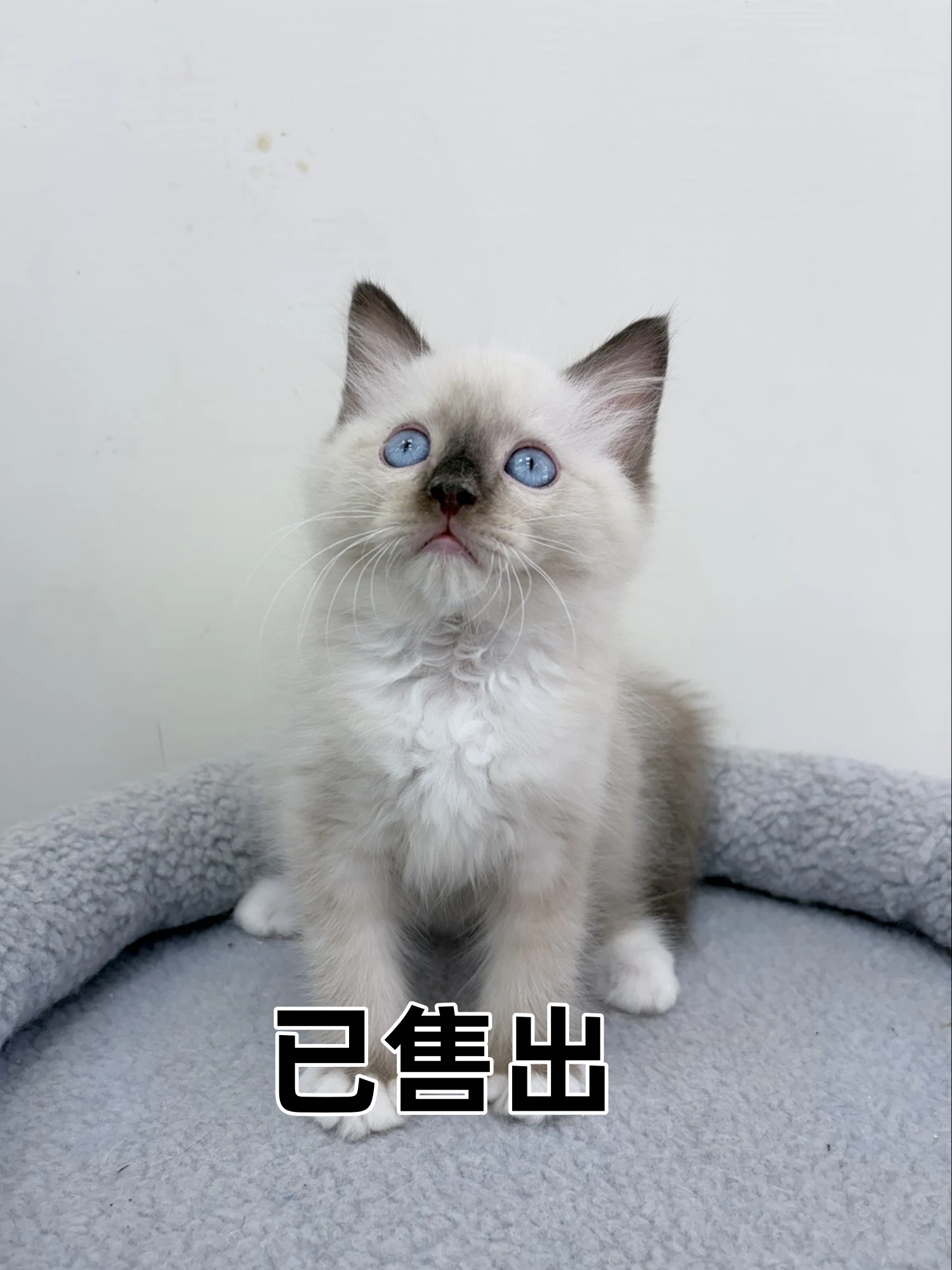 重點色布偶迪迪