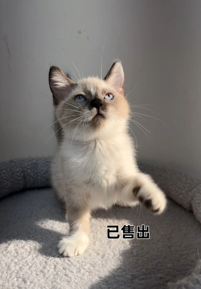 重點色布偶妹妹