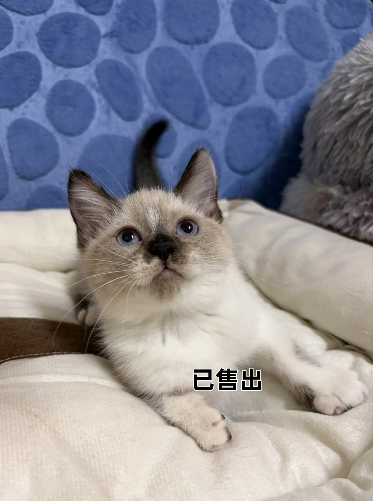 重點色短毛布偶妹妹