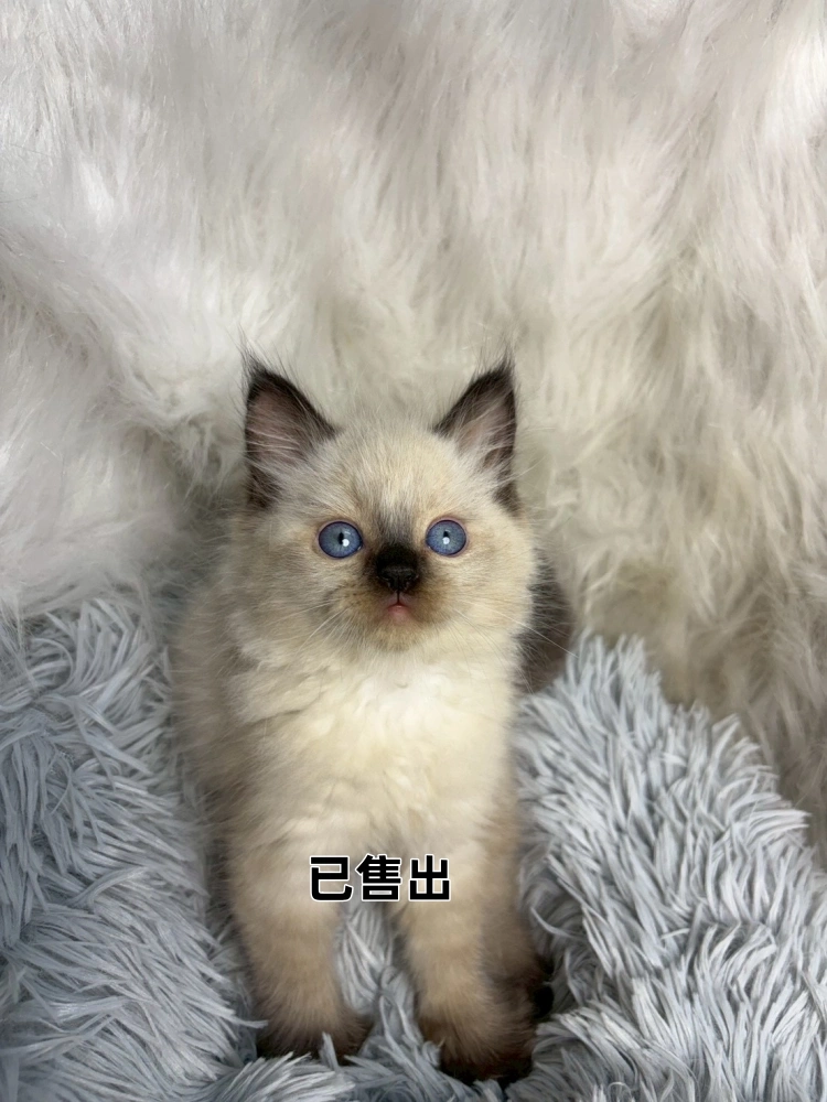 重點色布偶弟弟