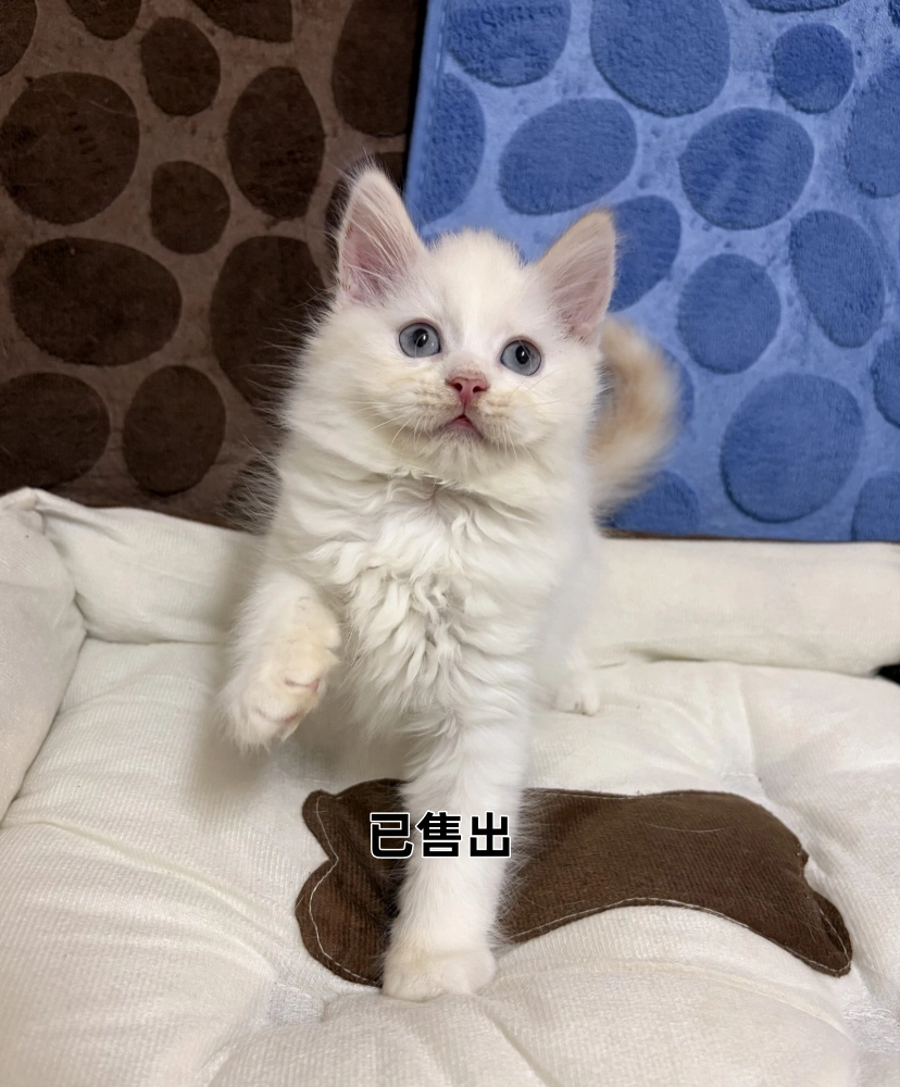 奶油端子布偶迪迪
