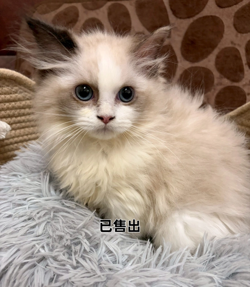 海雙布偶妹妹
