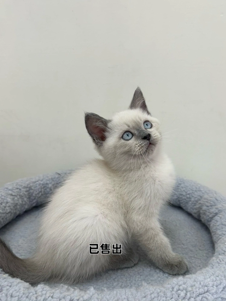 藍重點布偶弟弟