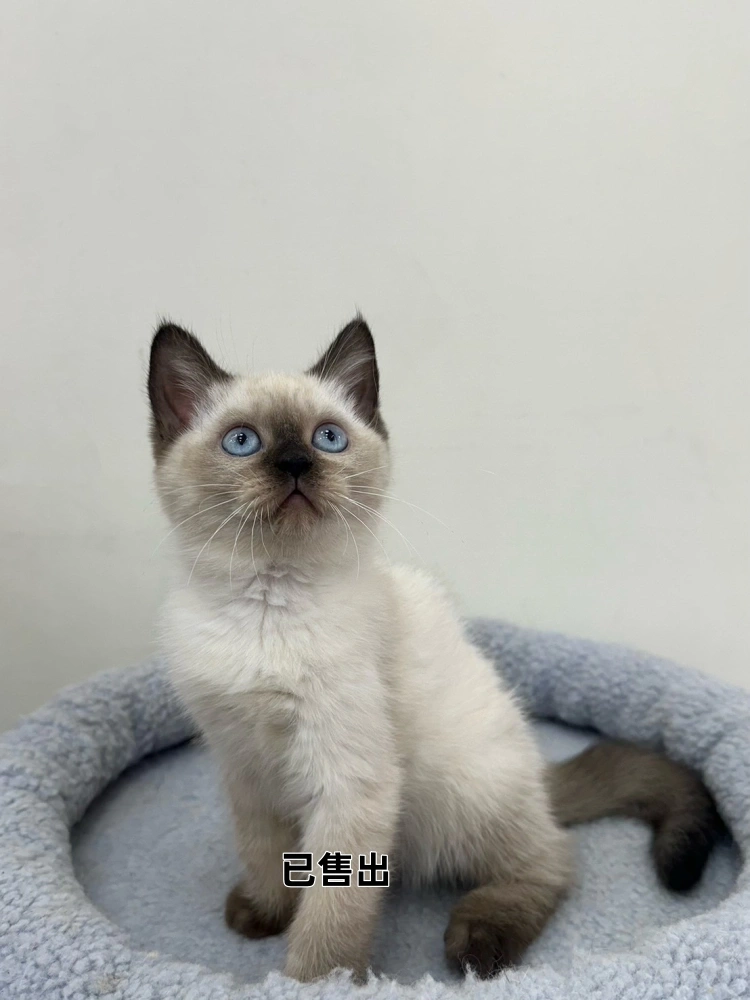 巧克力重點布偶妹妹(混血暹羅)