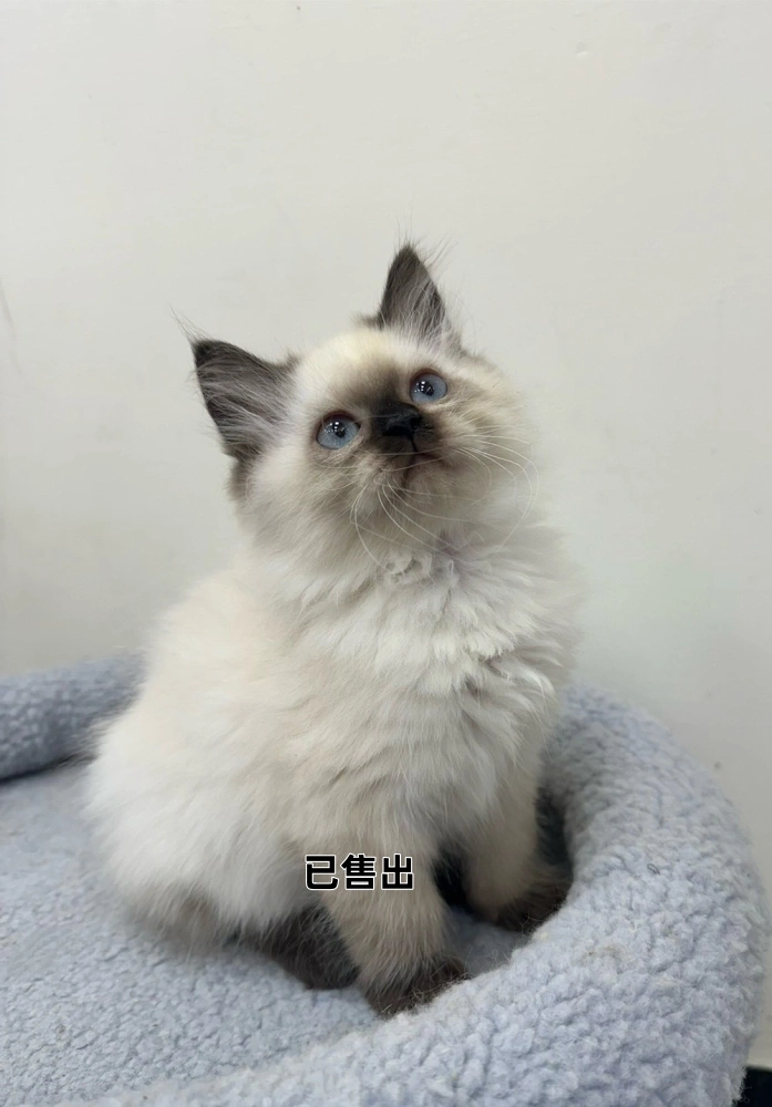 巧克力重點布偶妹妹