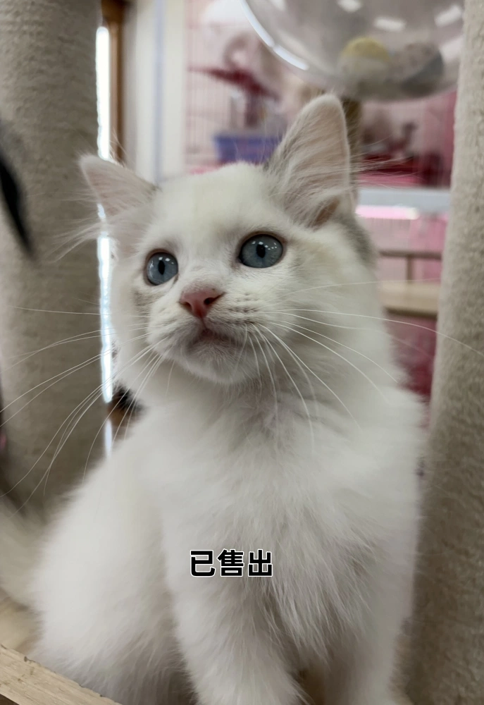 三花布偶妹妹