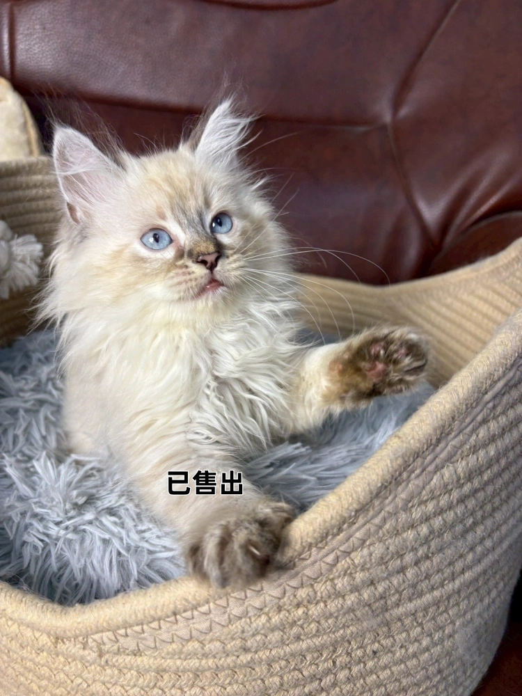 山貓紋重點色布偶妹妹