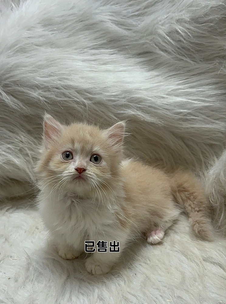 奶油加白小步舞曲妹妹