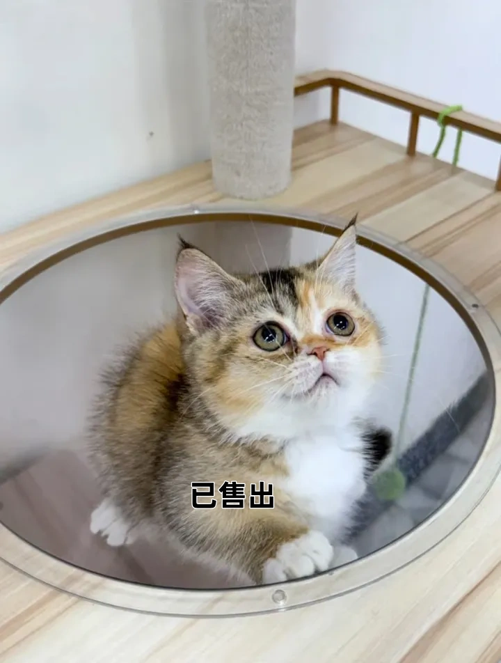 三花小步舞曲妹妹