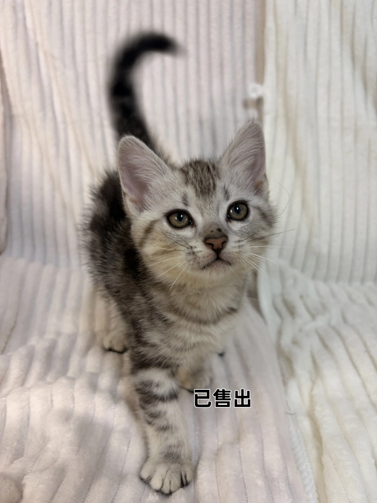 美國短毛貓妹妹